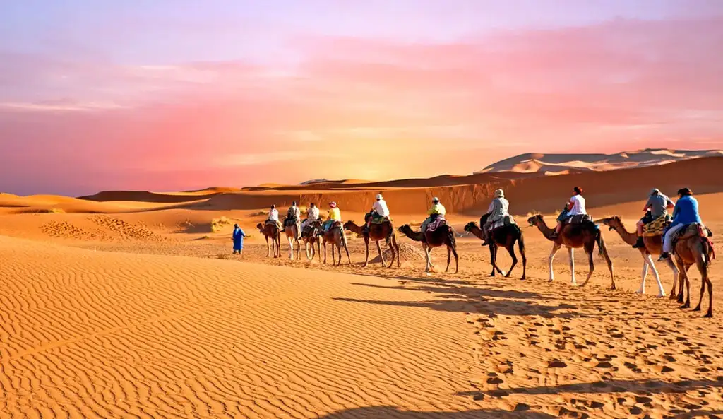 A long caravan of camels with riders trekking across vast rippling sand dunes in Abu Dhabi Desert during a spectacular sunset. The sky glows with vibrant pink, orange, and purple hues, creating a breathtaking desert scene.