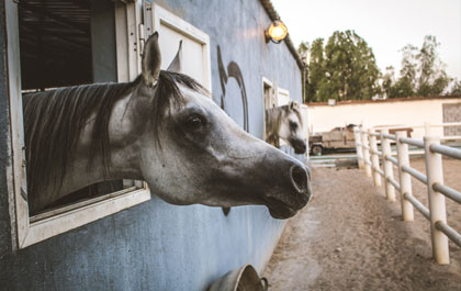 Private Farm House Visit with Evening Desert Safari Abu Dhabi
