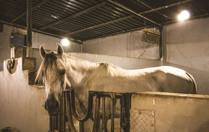 Private Modern Farm House Vacation Rentals & Stay Abu Dhabi